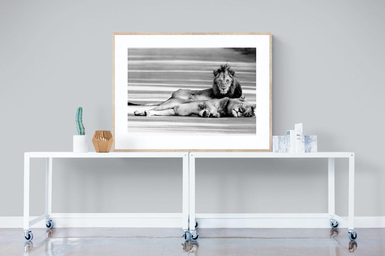 Laying Lion-Wall_Art-120 x 90cm-Framed Print-Wood-Pixalot