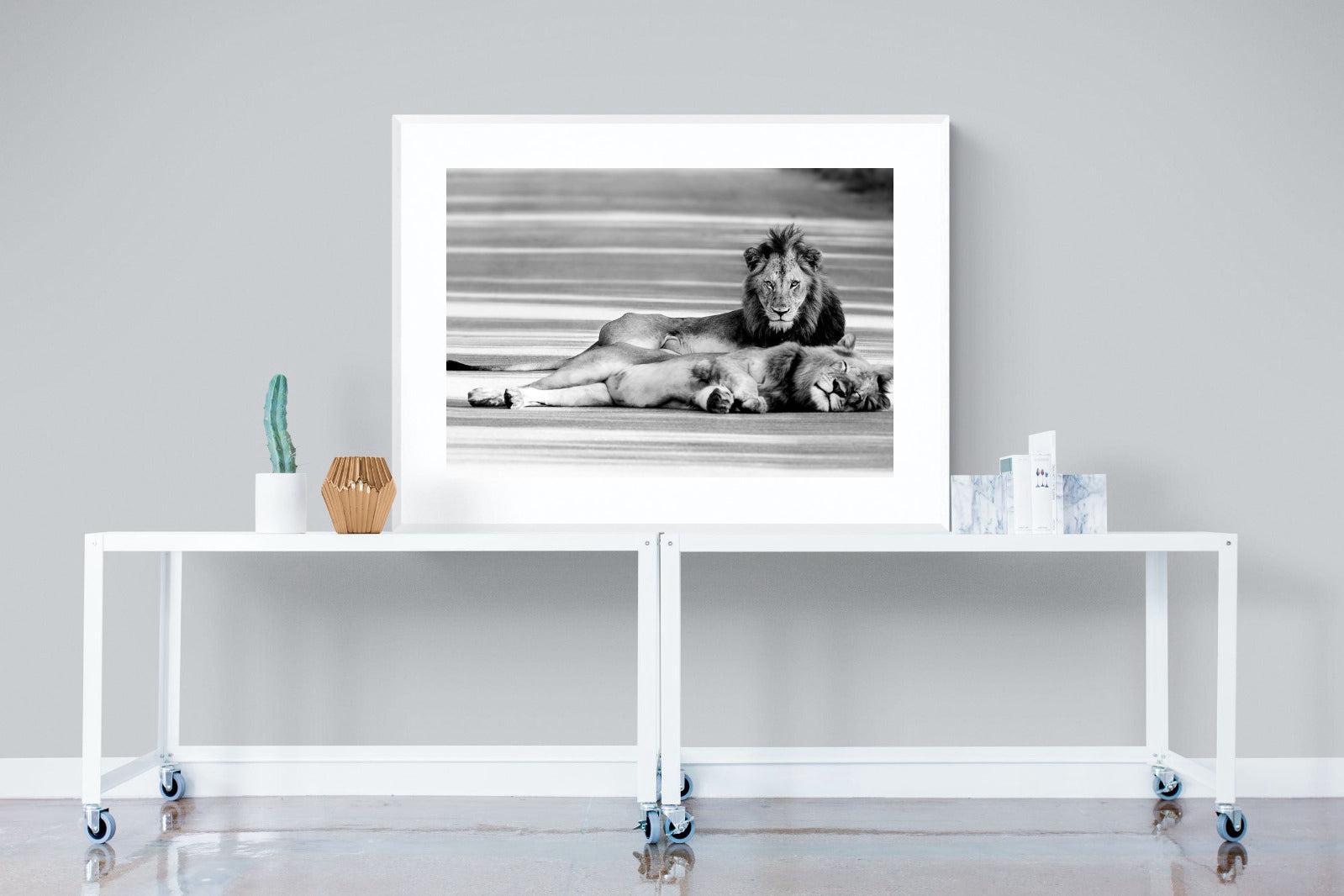 Laying Lion-Wall_Art-120 x 90cm-Framed Print-White-Pixalot