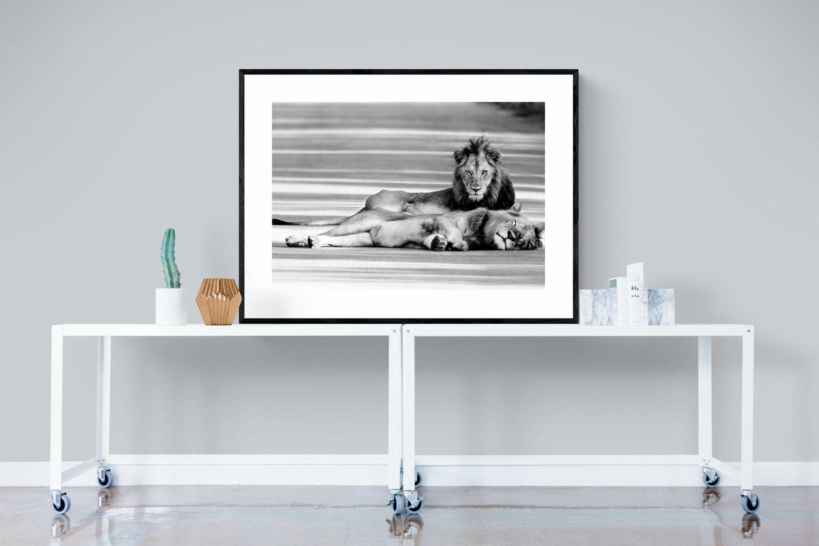Laying Lion-Wall_Art-120 x 90cm-Framed Print-Black-Pixalot