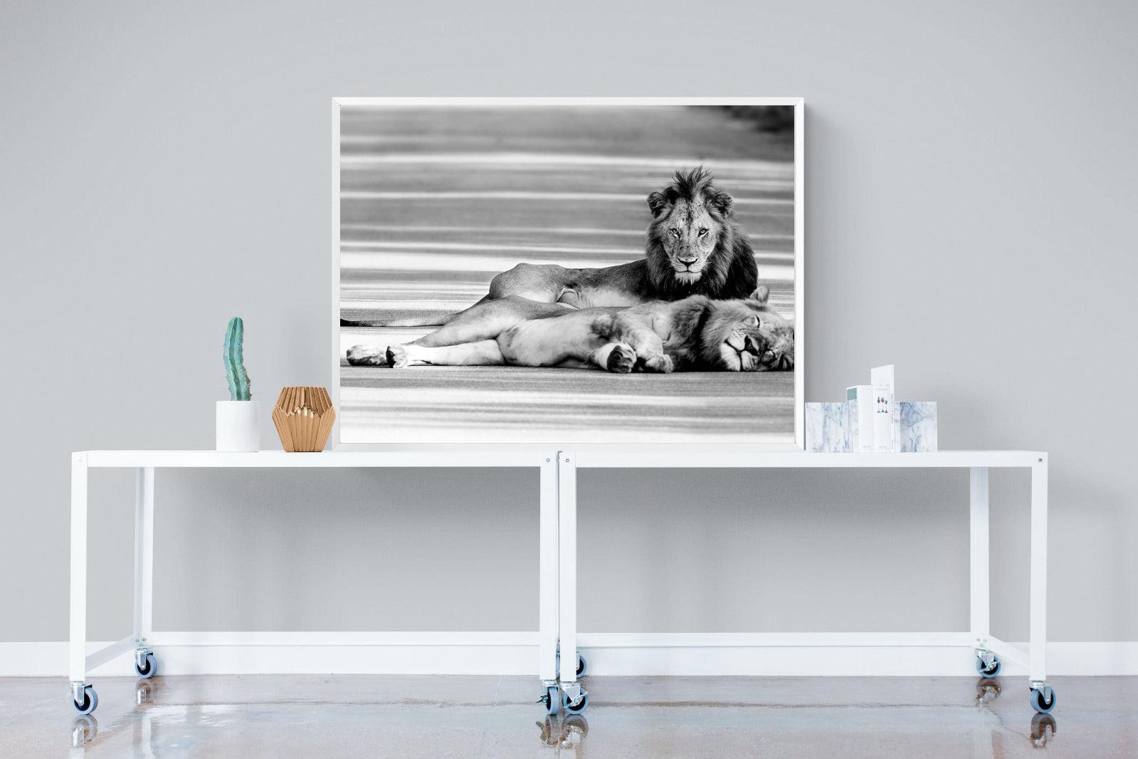 Laying Lion-Wall_Art-120 x 90cm-Mounted Canvas-White-Pixalot