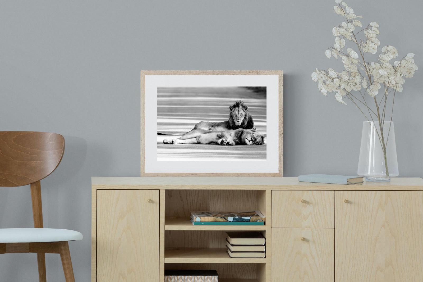Laying Lion-Wall_Art-60 x 45cm-Framed Print-Wood-Pixalot