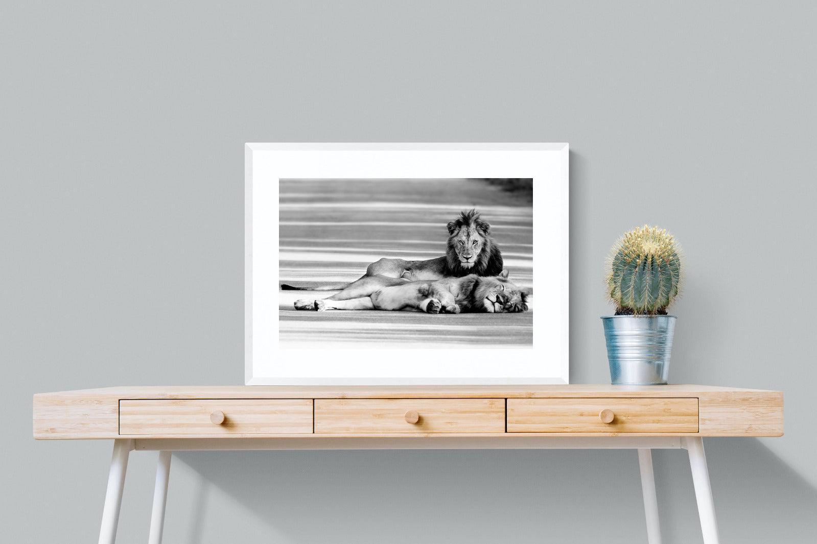 Laying Lion-Wall_Art-80 x 60cm-Framed Print-White-Pixalot