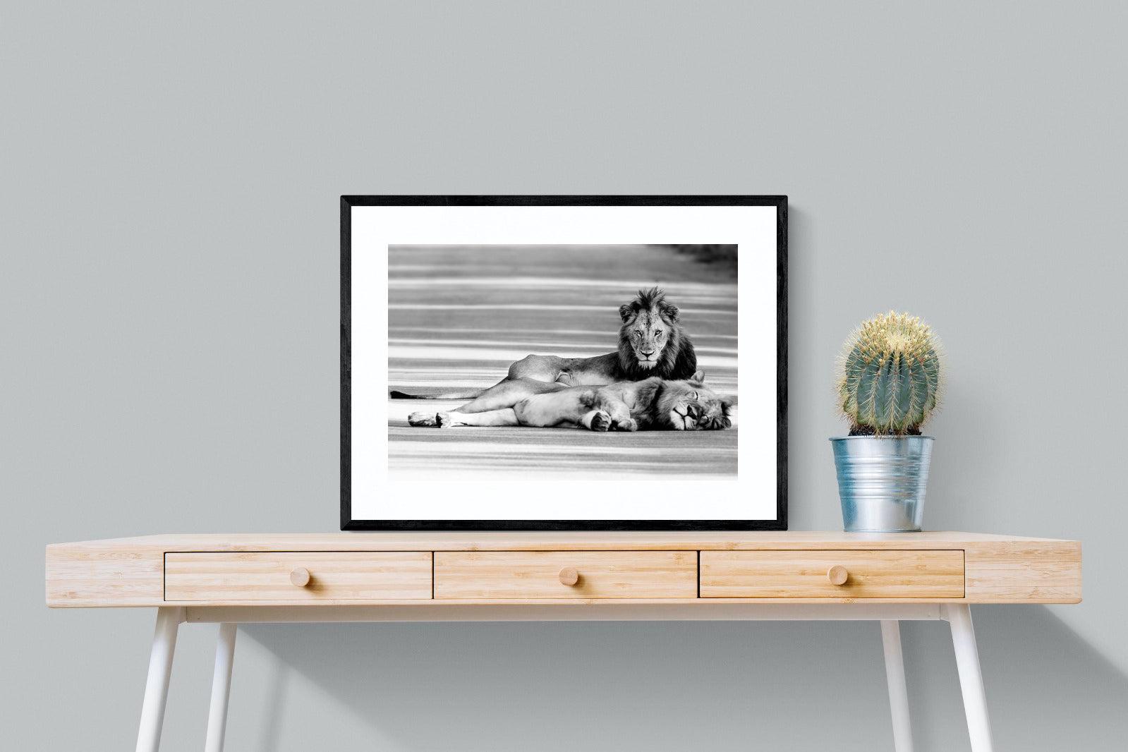 Laying Lion-Wall_Art-80 x 60cm-Framed Print-Black-Pixalot