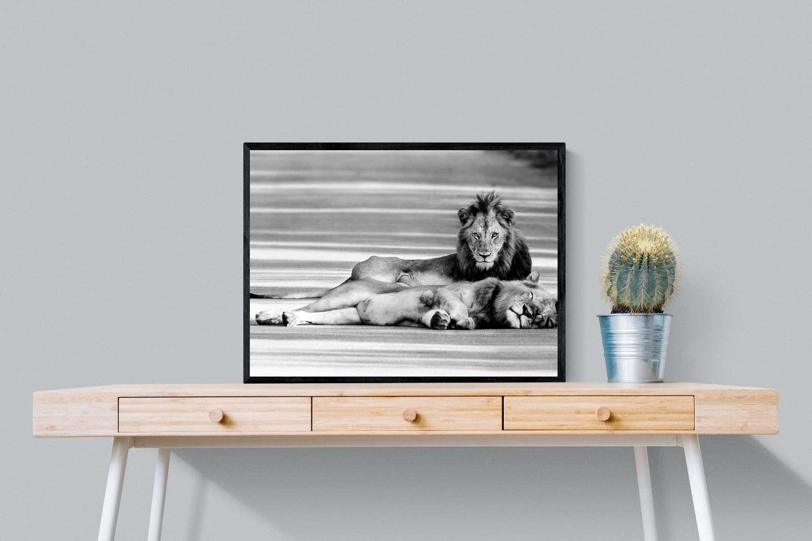 Laying Lion-Wall_Art-80 x 60cm-Mounted Canvas-Black-Pixalot