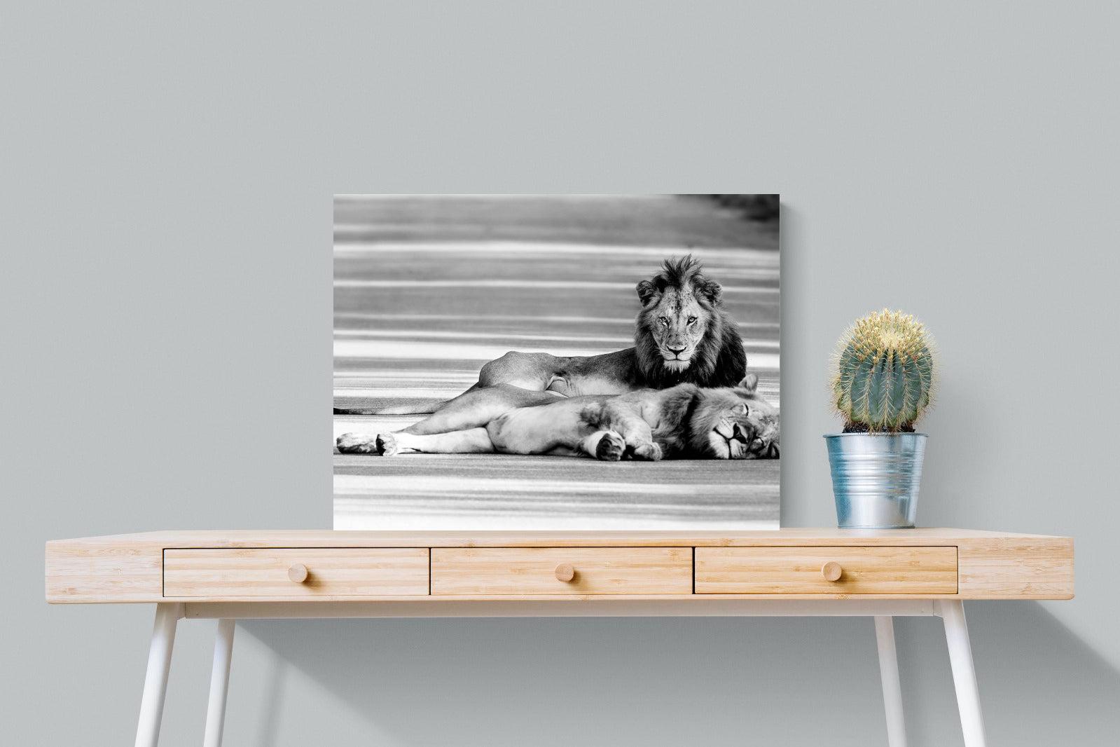 Laying Lion-Wall_Art-80 x 60cm-Mounted Canvas-No Frame-Pixalot