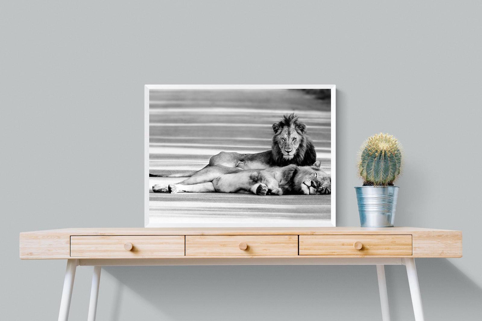 Laying Lion-Wall_Art-80 x 60cm-Mounted Canvas-White-Pixalot
