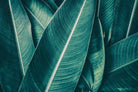 Leafy Greens-Wall_Art-Pixalot