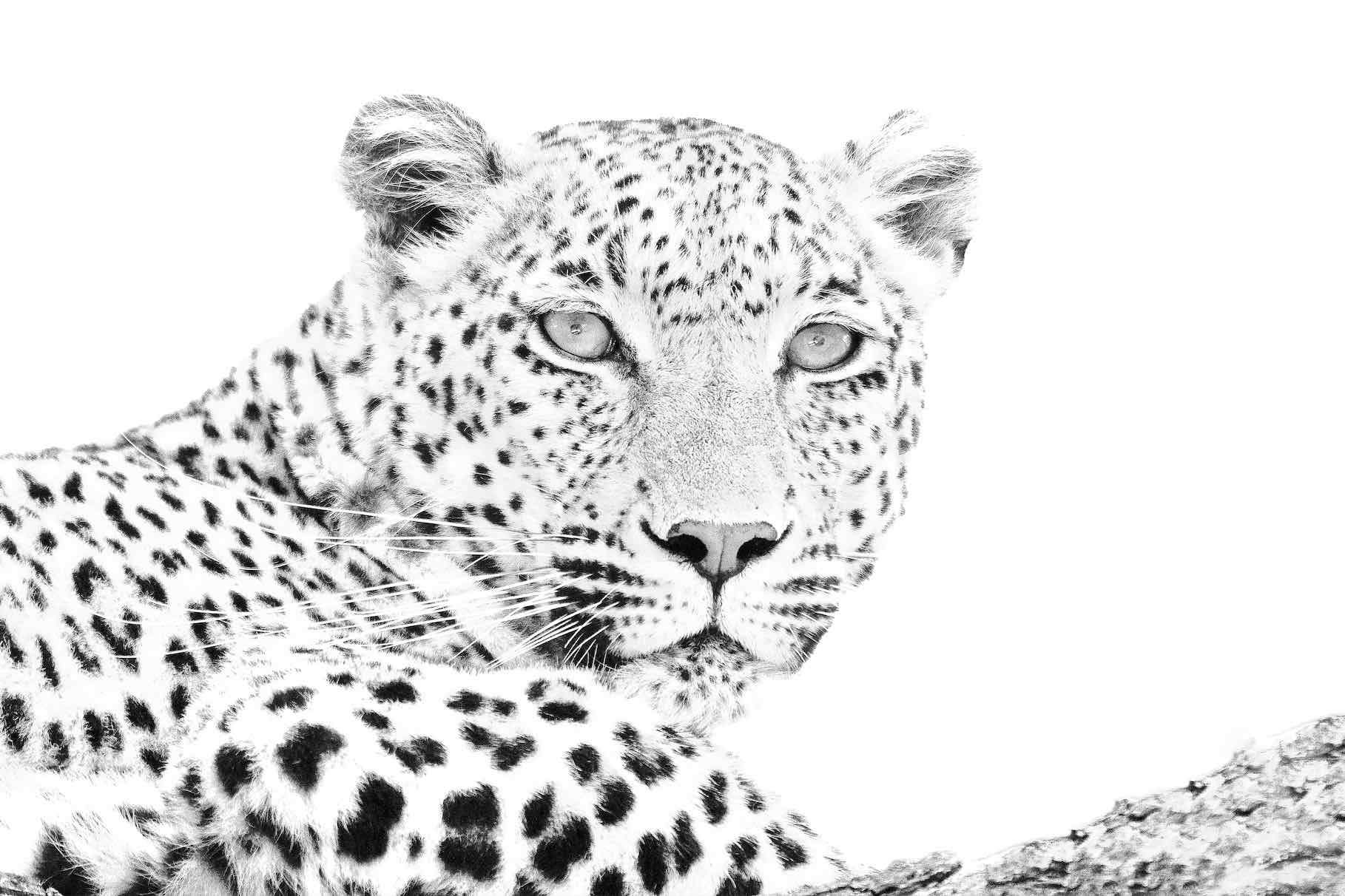 Leopard Whiteout-Wall_Art-Pixalot