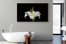 Lilium on Black-Wall_Art-180 x 110cm-Mounted Canvas-Wood-Pixalot