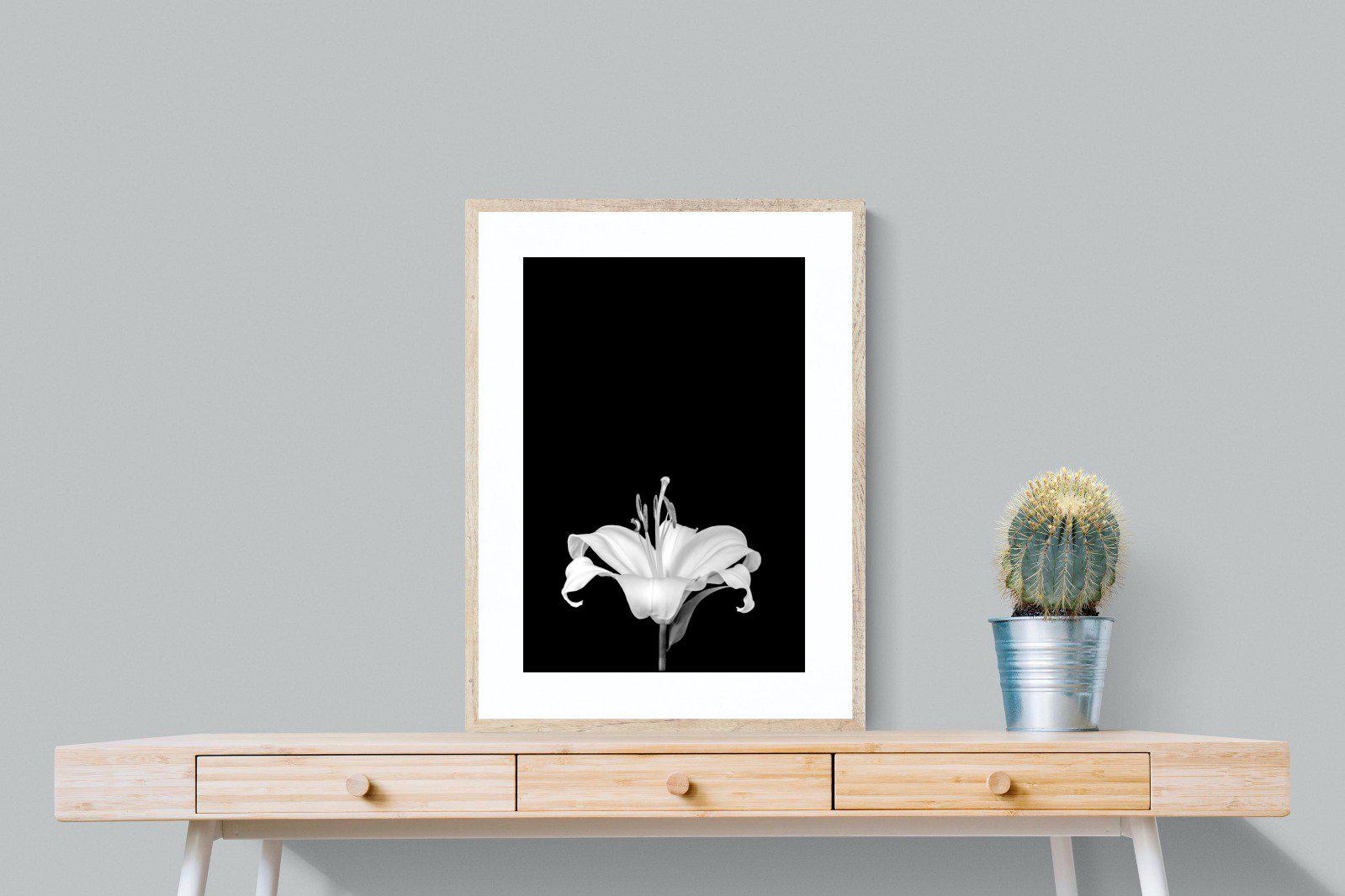 Lily on Black-Wall_Art-60 x 80cm-Framed Print-Wood-Pixalot