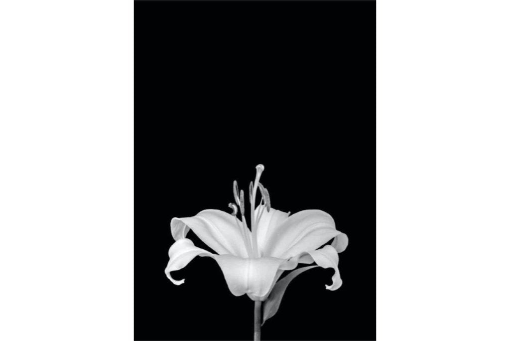 Lily on Black-Wall_Art-Pixalot
