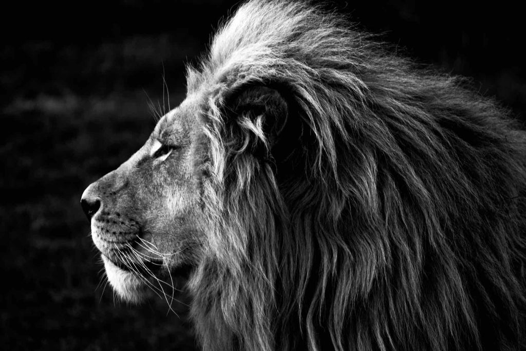 Lion King-Wall_Art-Pixalot