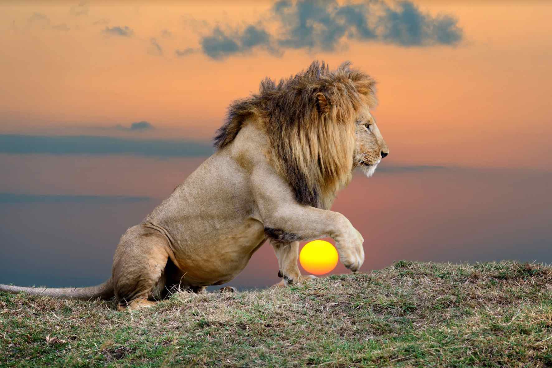 Lion Sunset-Wall_Art-Pixalot