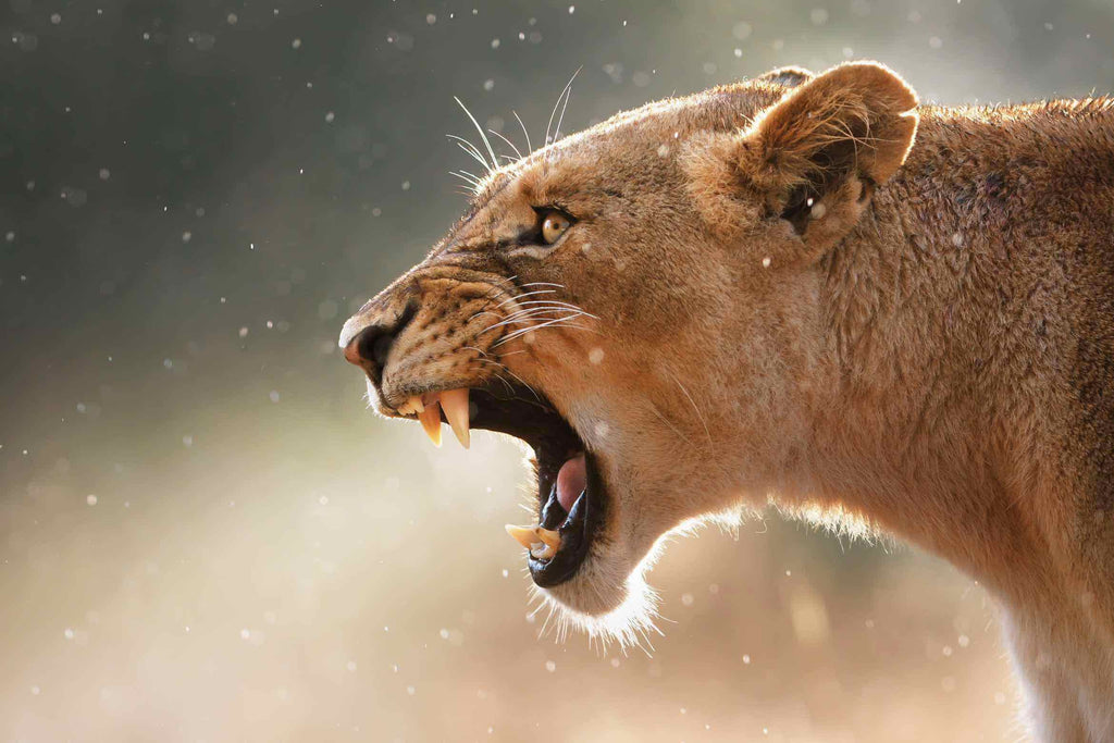 Lioness Roar-Wall_Art-Pixalot