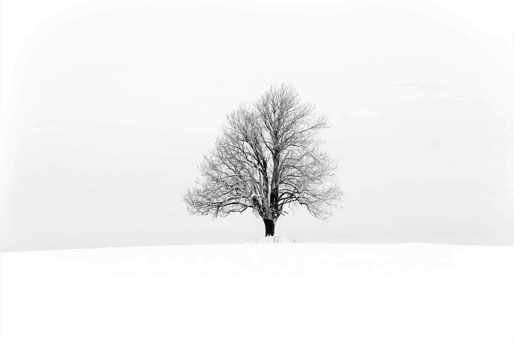 Lone Tree-Wall_Art-Pixalot