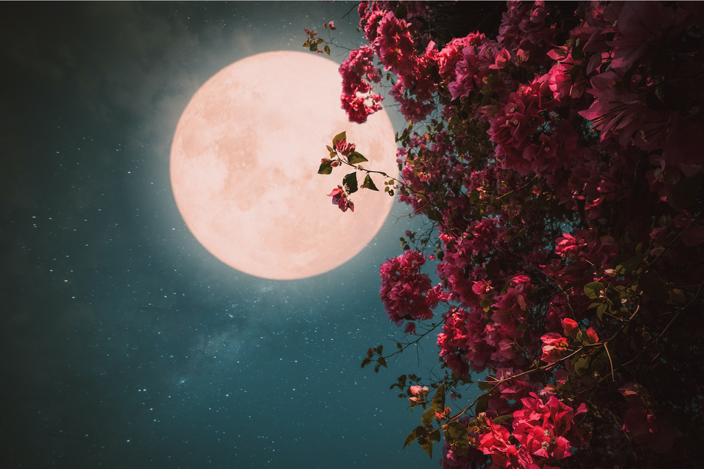 Midnight Flora-Wall_Art-Pixalot