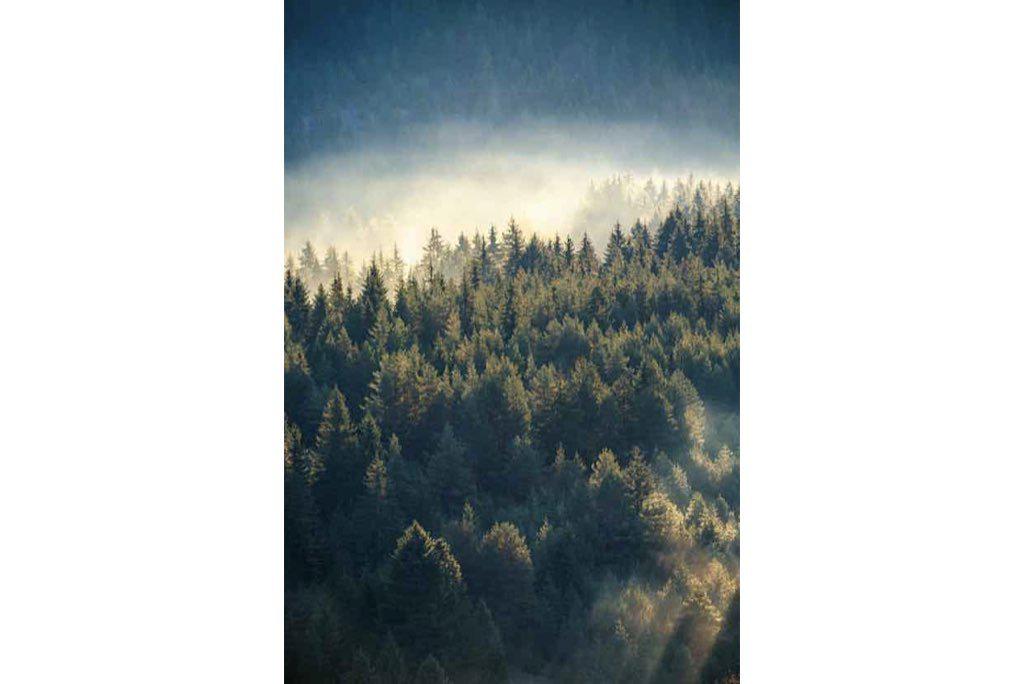 Misty Pine Forest-Wall_Art-Pixalot