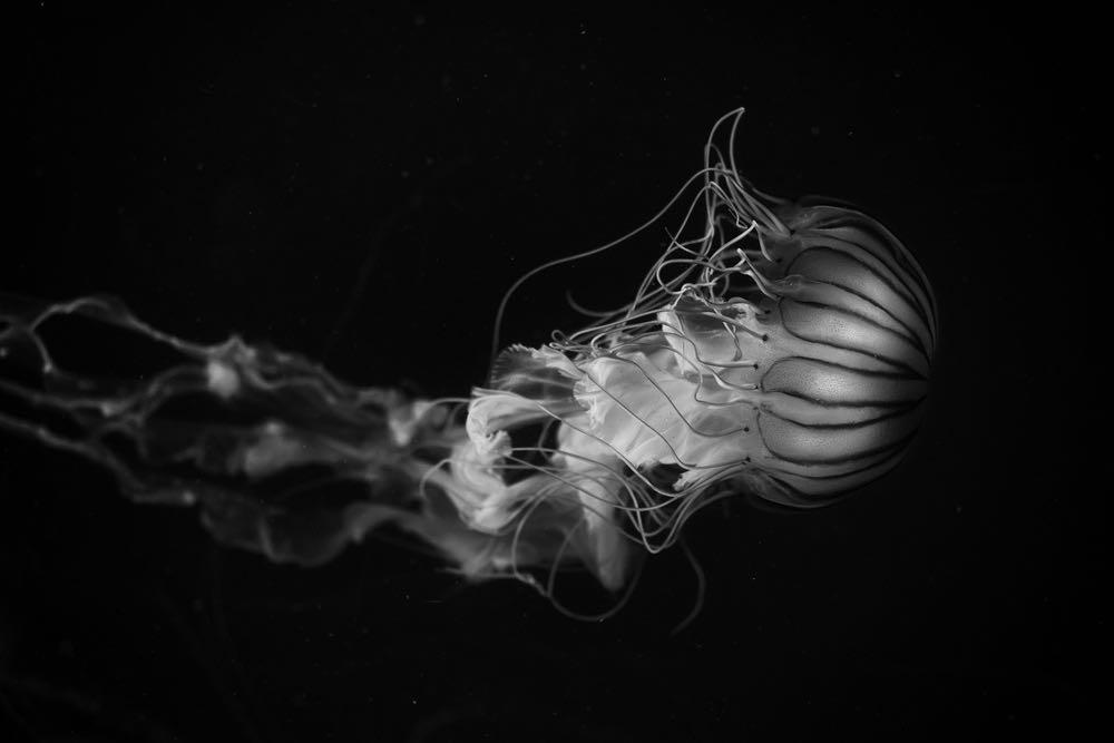 Monochromatic Jellyfish-Wall_Art-Pixalot