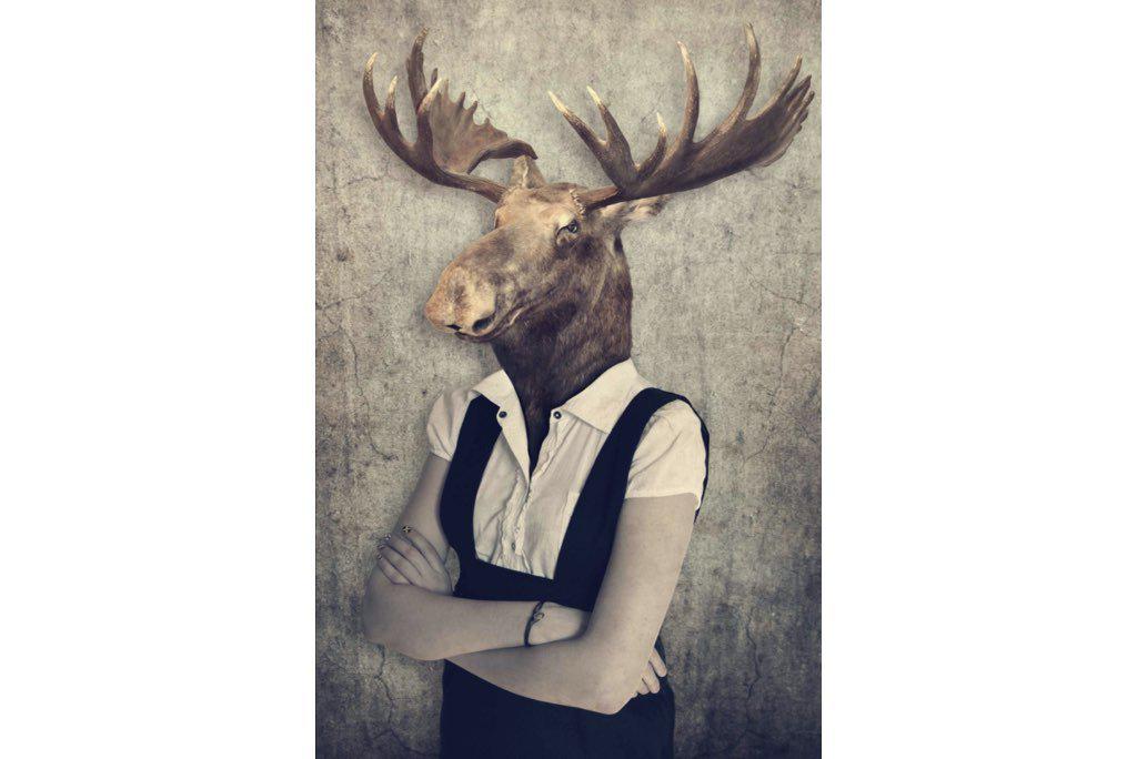 Moose Head-Wall_Art-Pixalot