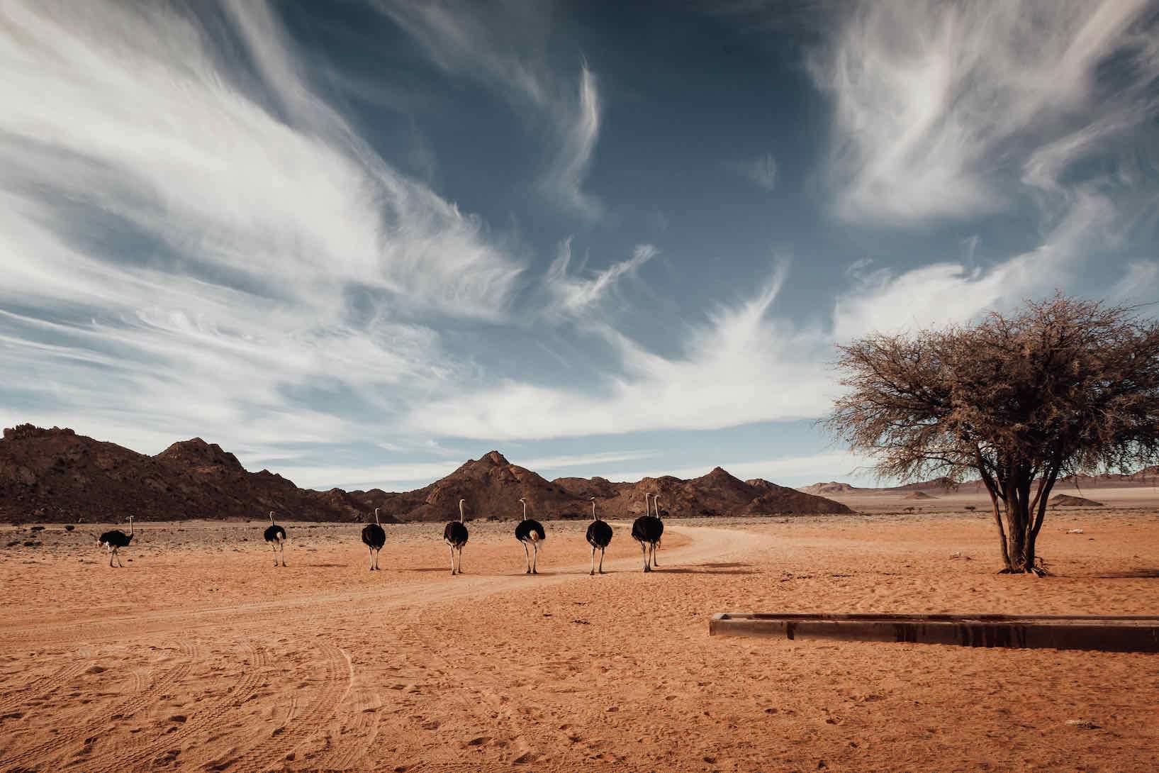 Namibian Ostrich-Wall_Art-Pixalot