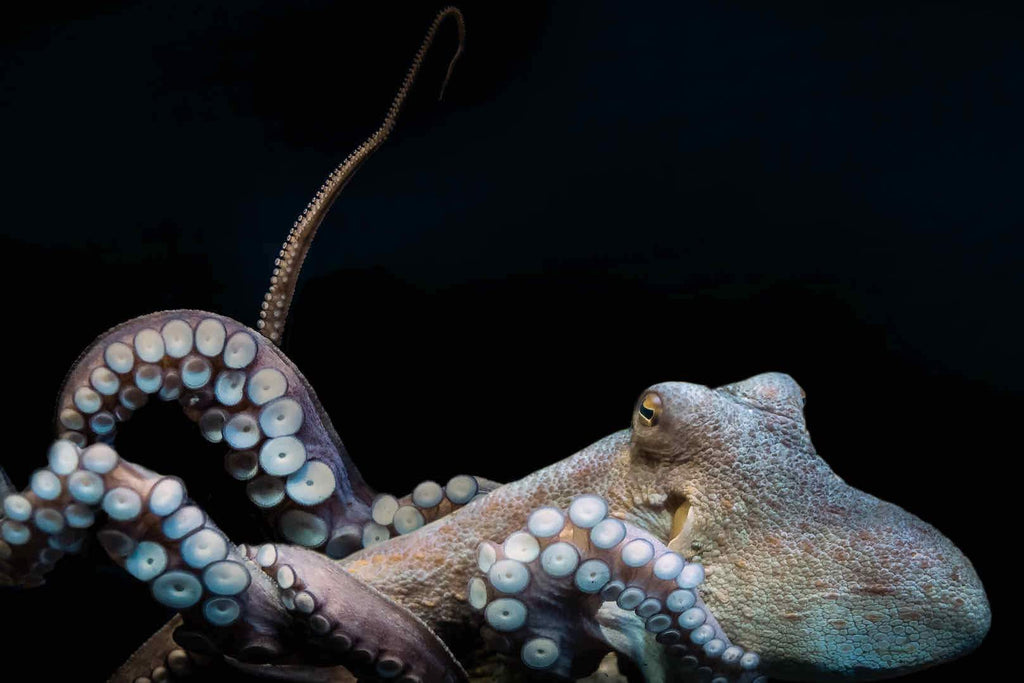 Octopus-Wall_Art-Pixalot