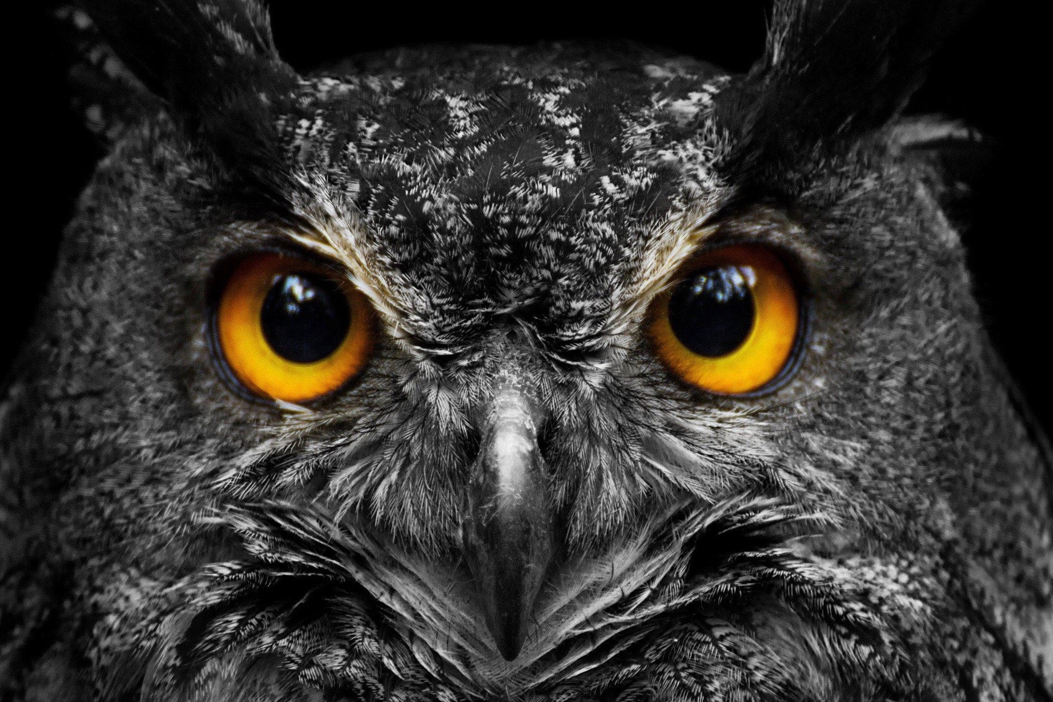 Owl Eyes-Wall_Art-Pixalot