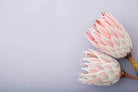 Pair of Proteas-Wall_Art-Pixalot