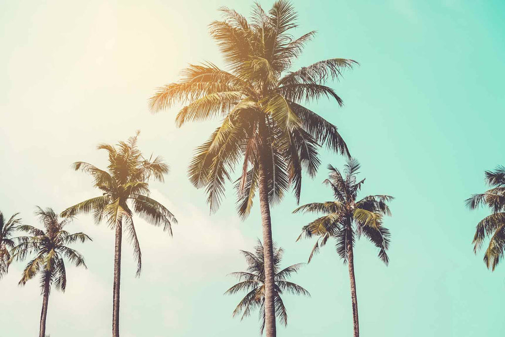 Palm Trees-Wall_Art-Pixalot