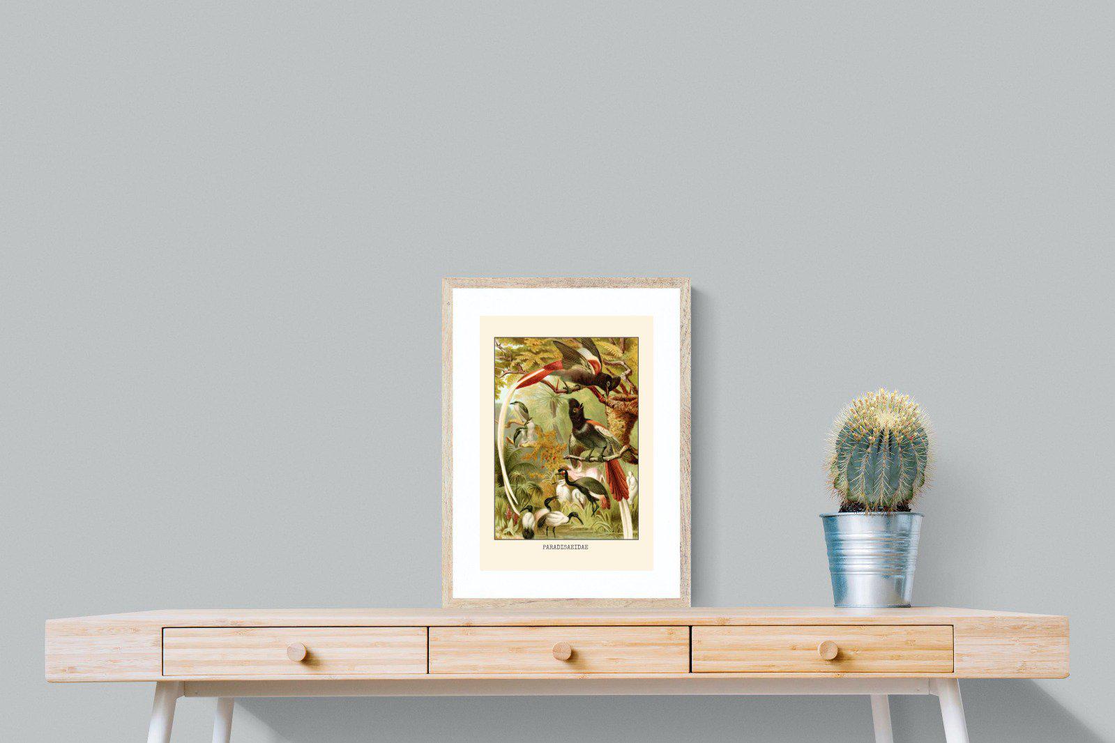 Paradise Flycatchers Etching-Wall_Art-45 x 60cm-Framed Print-Wood-Pixalot