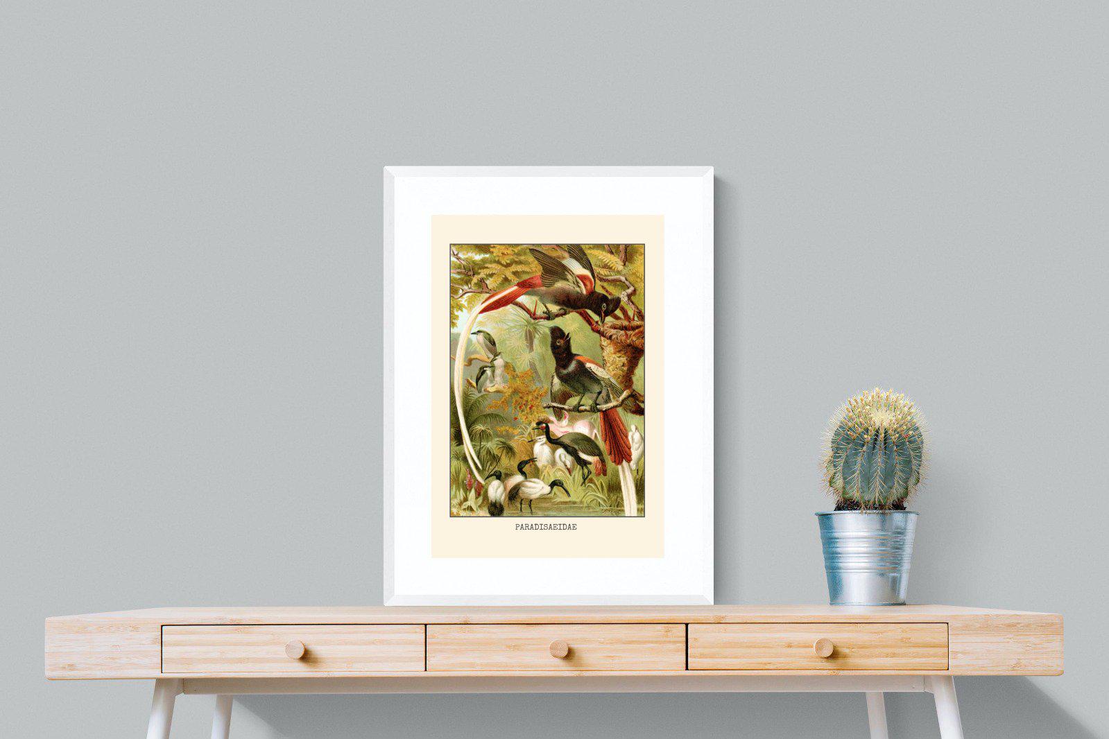 Paradise Flycatchers Etching-Wall_Art-60 x 80cm-Framed Print-White-Pixalot
