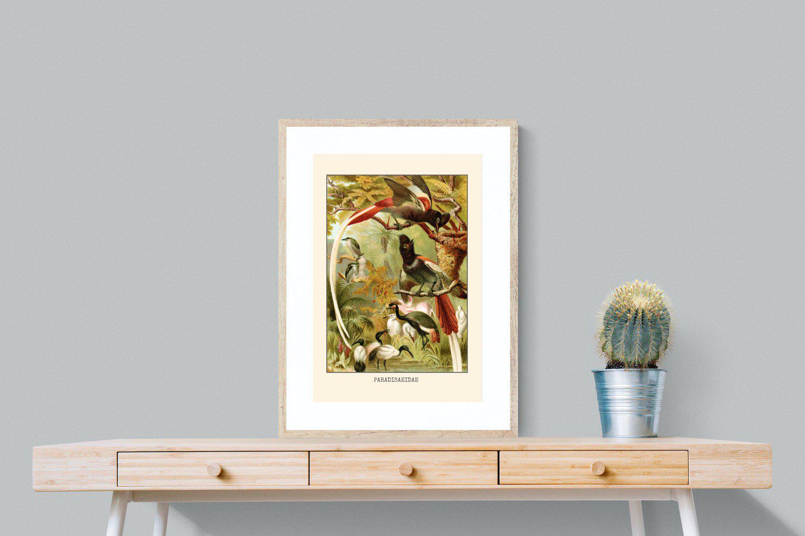 Paradise Flycatchers Etching-Wall_Art-60 x 80cm-Framed Print-Wood-Pixalot