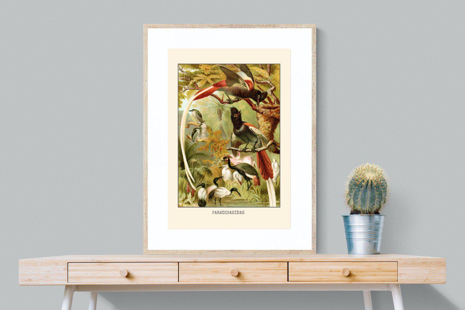 Paradise Flycatchers Etching-Wall_Art-75 x 100cm-Framed Print-Wood-Pixalot