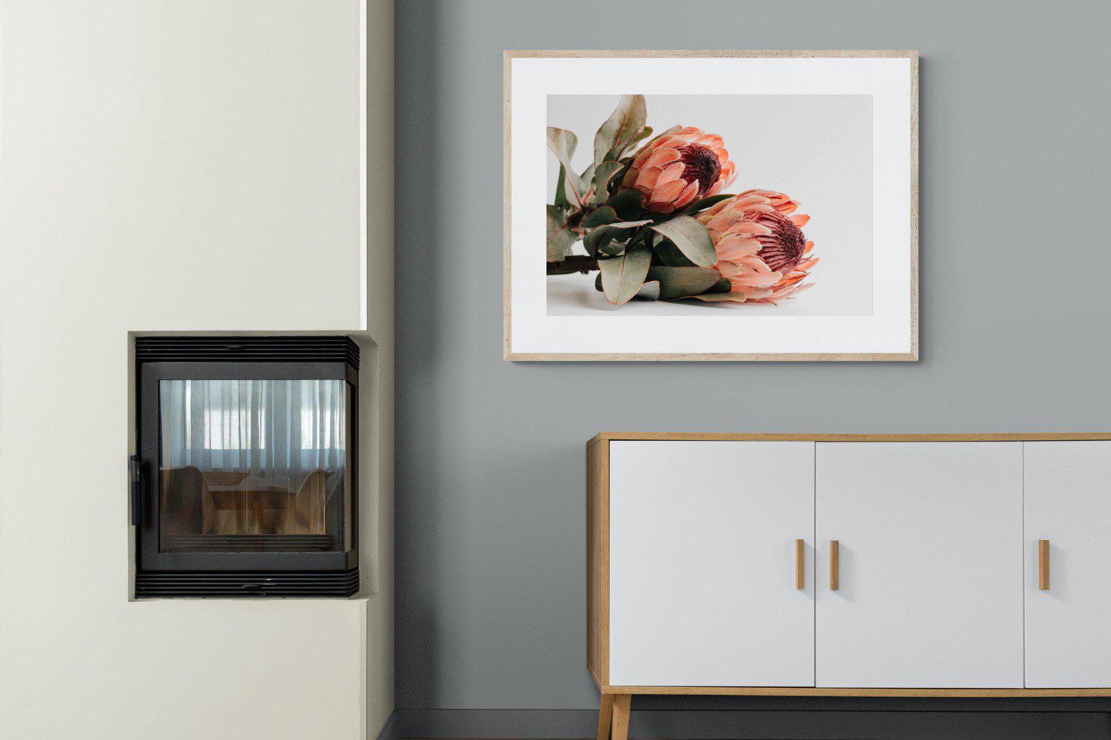 Peachy Proteas-Wall_Art-100 x 75cm-Framed Print-Wood-Pixalot