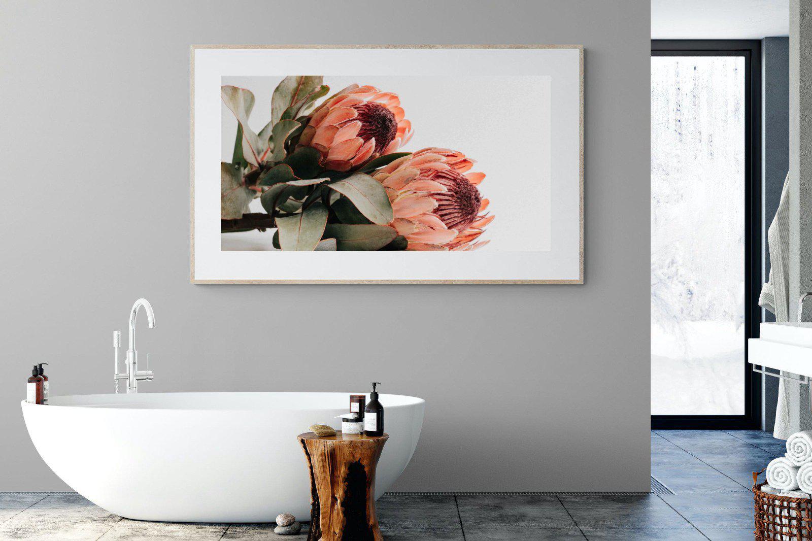 Peachy Proteas-Wall_Art-180 x 110cm-Framed Print-Wood-Pixalot