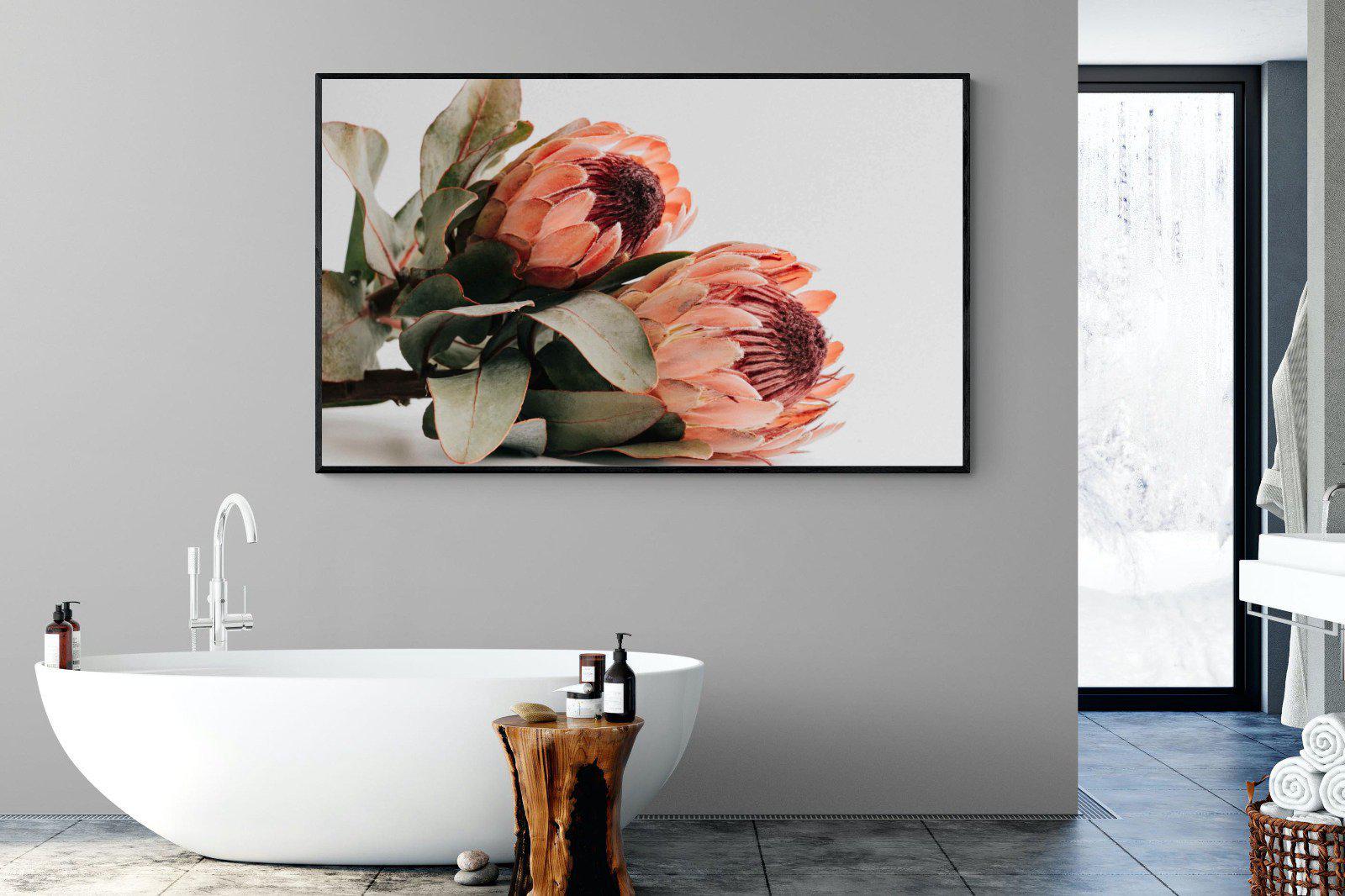 Peachy Proteas-Wall_Art-180 x 110cm-Mounted Canvas-Black-Pixalot