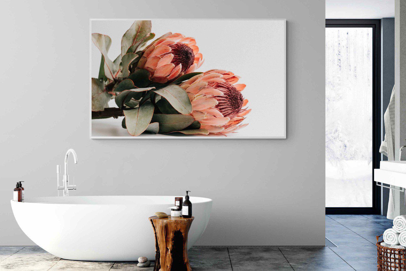 Peachy Proteas-Wall_Art-180 x 110cm-Mounted Canvas-White-Pixalot