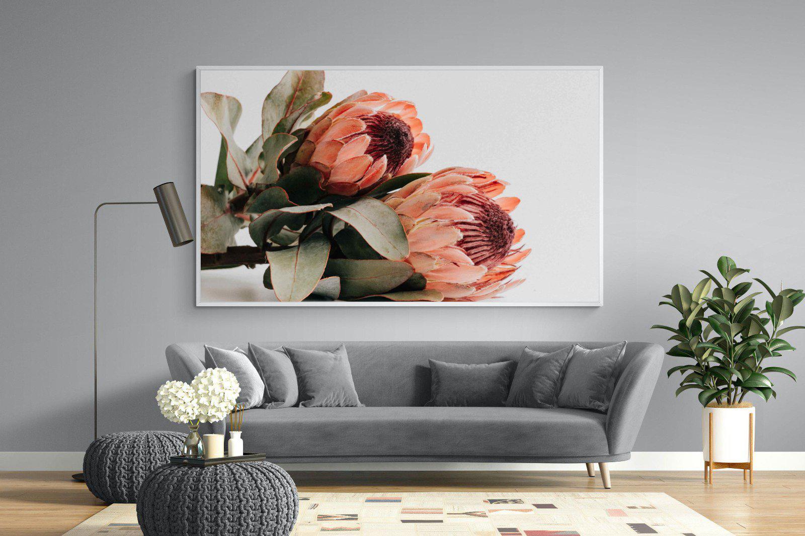 Peachy Proteas-Wall_Art-220 x 130cm-Mounted Canvas-White-Pixalot