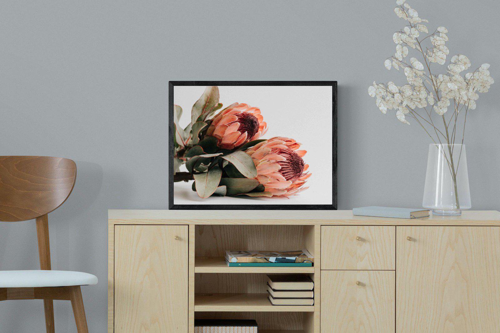 Peachy Proteas-Wall_Art-60 x 45cm-Mounted Canvas-Black-Pixalot