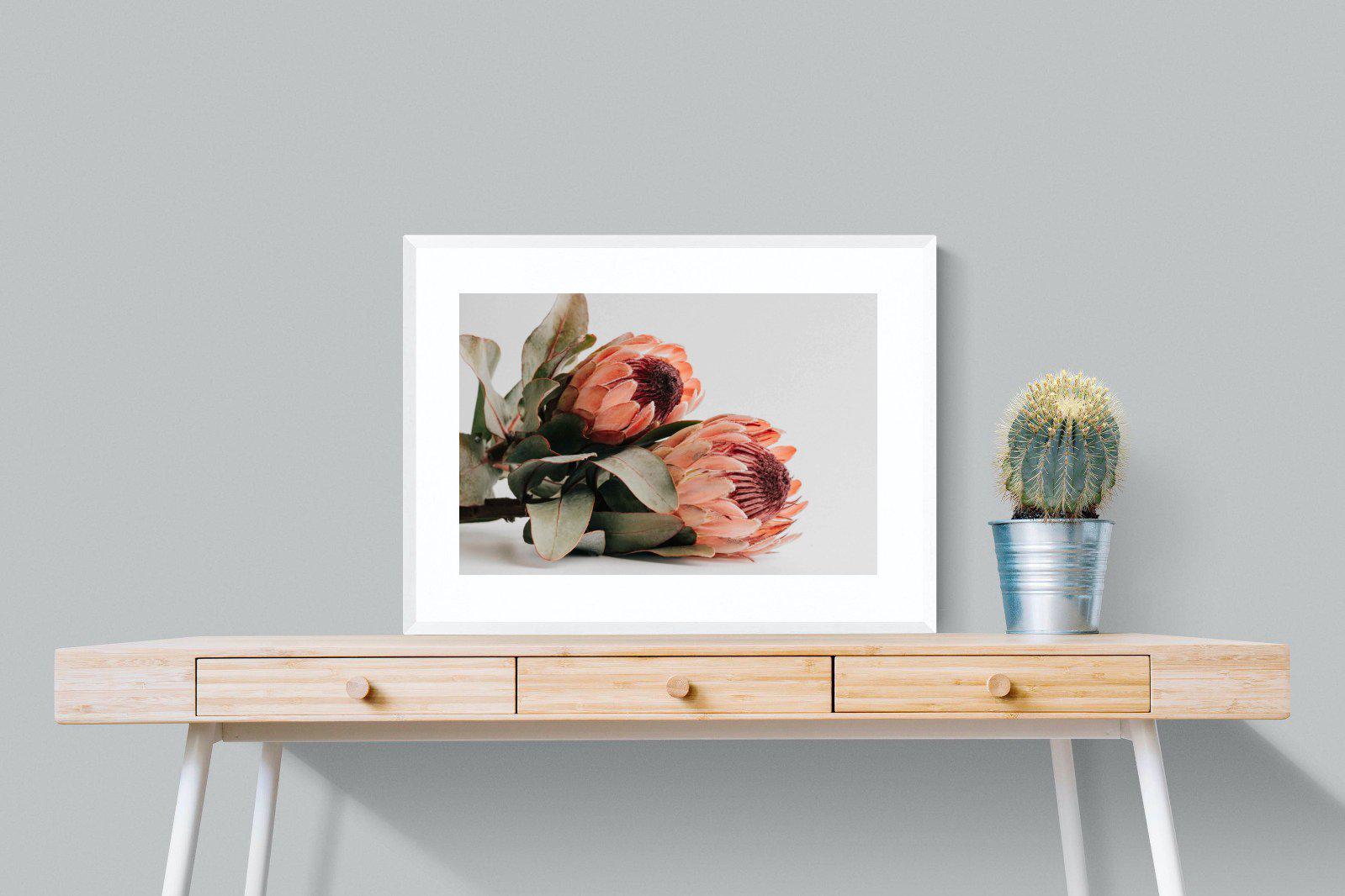 Peachy Proteas-Wall_Art-80 x 60cm-Framed Print-White-Pixalot