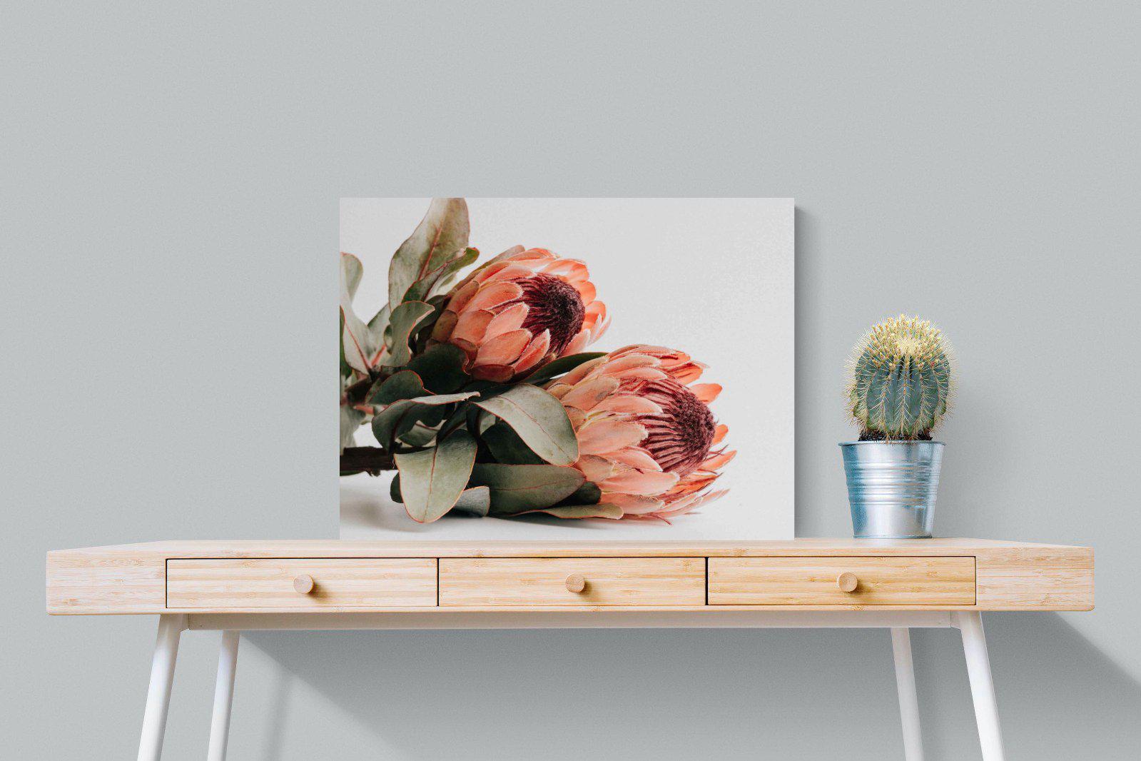 Peachy Proteas-Wall_Art-80 x 60cm-Mounted Canvas-No Frame-Pixalot