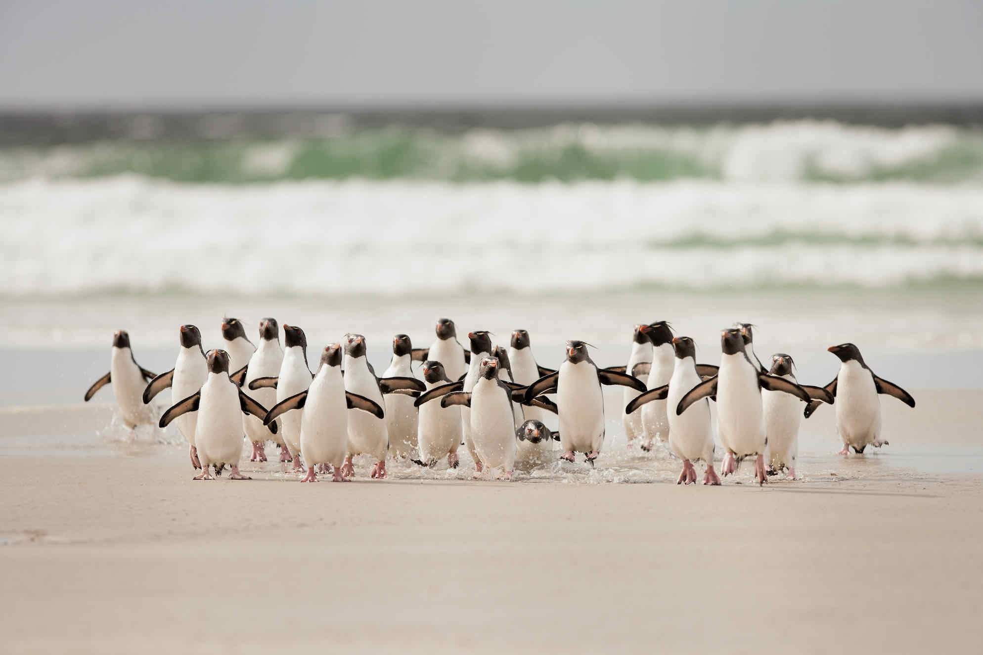 Penguin Flock-Wall_Art-Pixalot