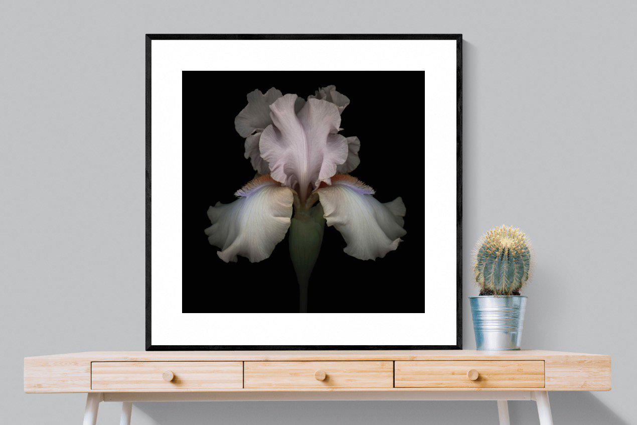 Pink Iris-Wall_Art-100 x 100cm-Framed Print-Black-Pixalot