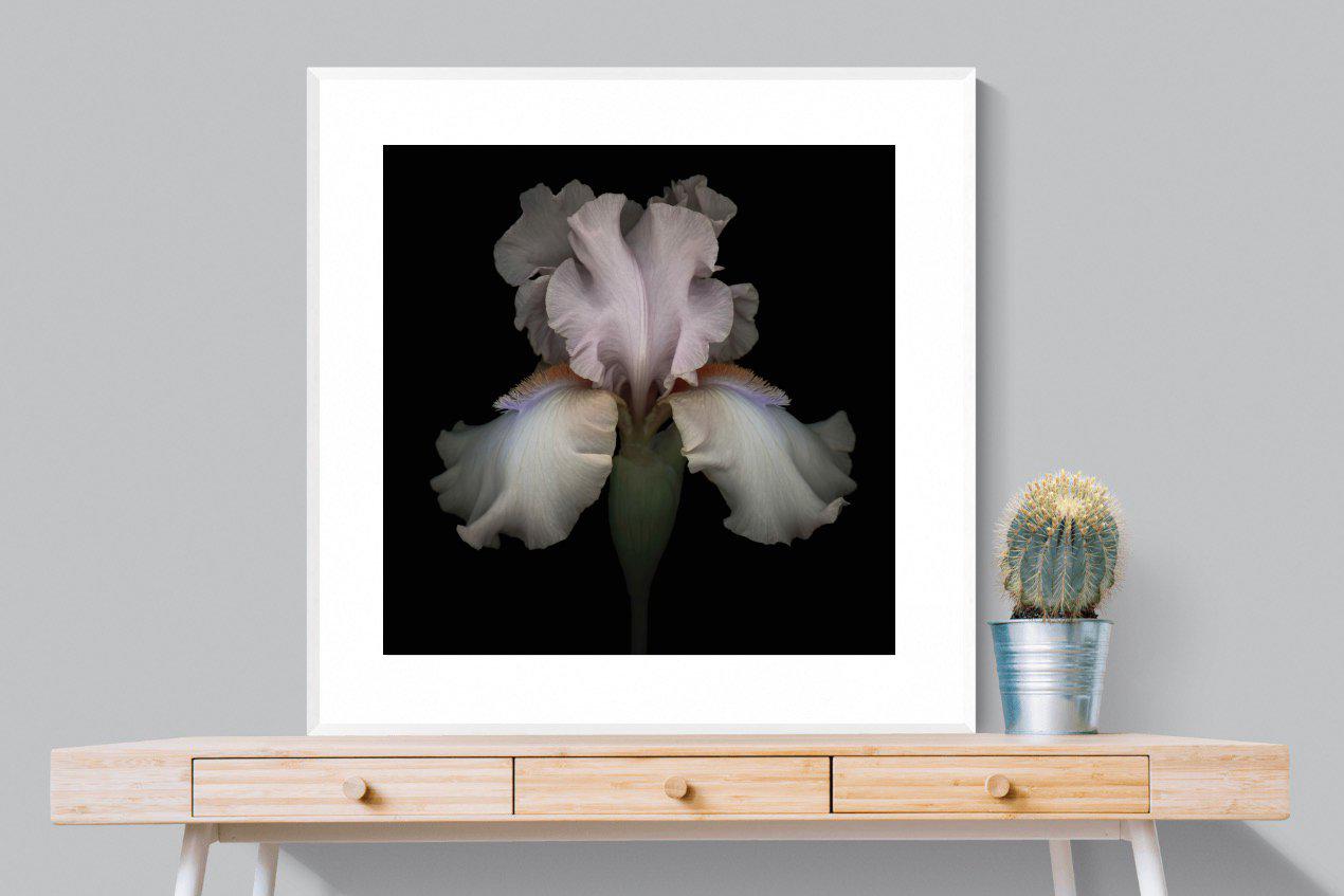 Pink Iris-Wall_Art-100 x 100cm-Framed Print-White-Pixalot