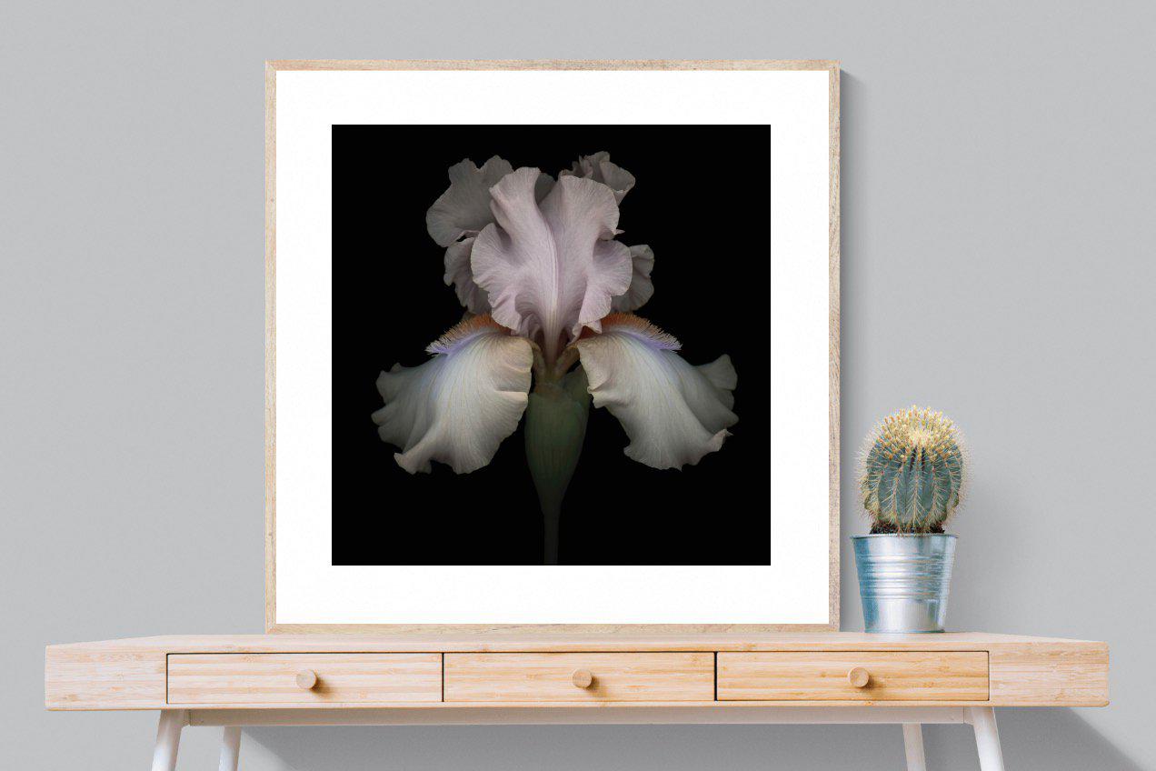 Pink Iris-Wall_Art-100 x 100cm-Framed Print-Wood-Pixalot