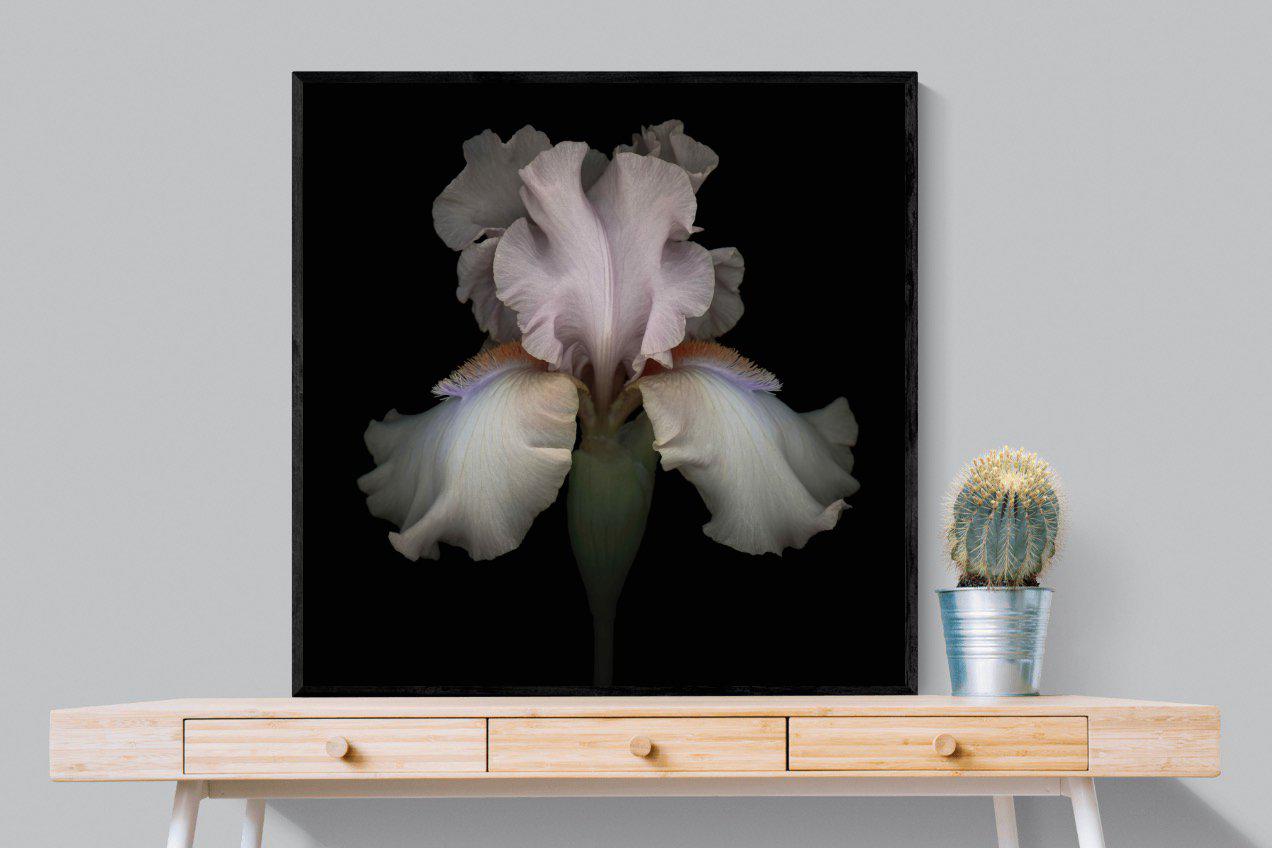 Pink Iris-Wall_Art-100 x 100cm-Mounted Canvas-Black-Pixalot
