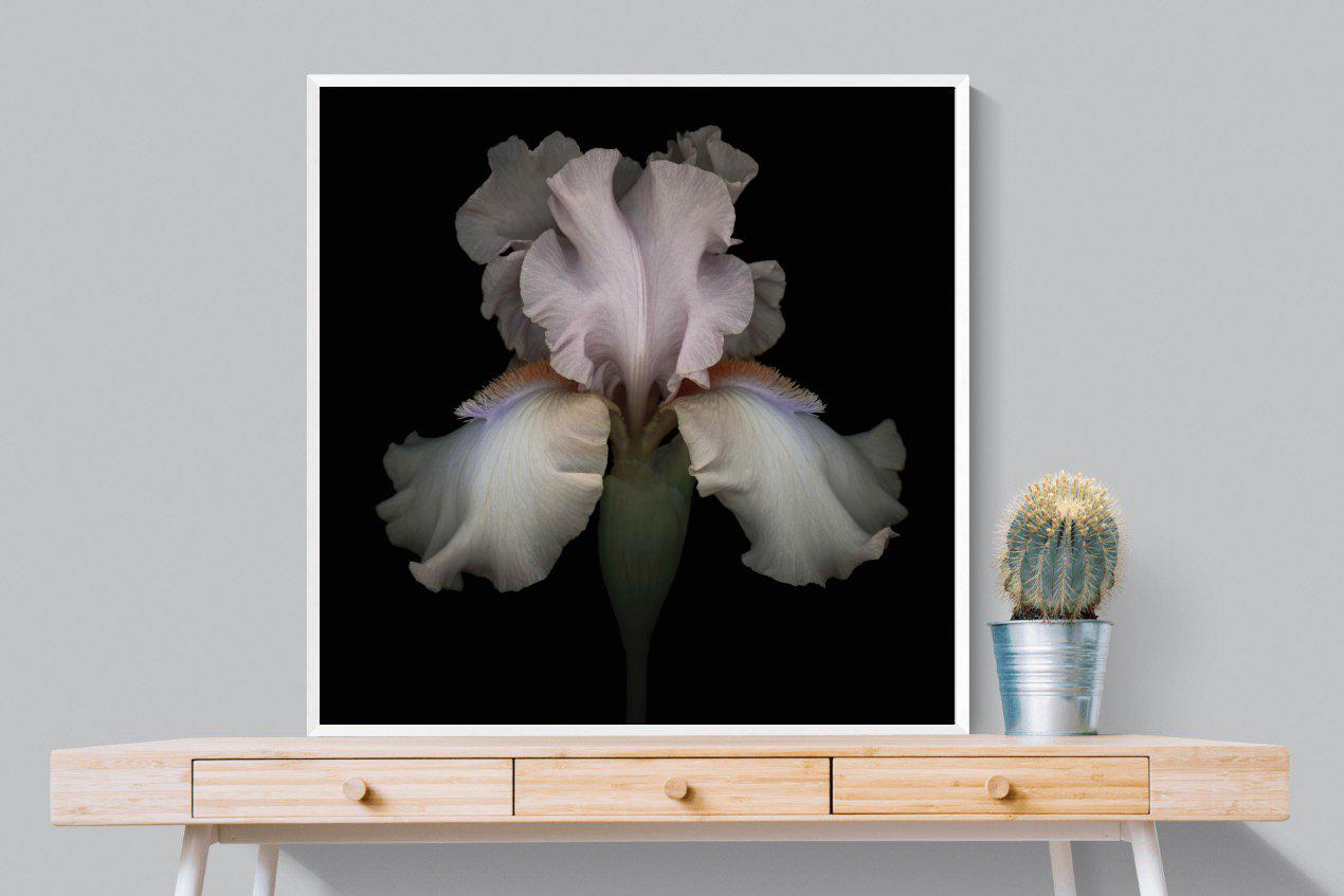 Pink Iris-Wall_Art-100 x 100cm-Mounted Canvas-White-Pixalot