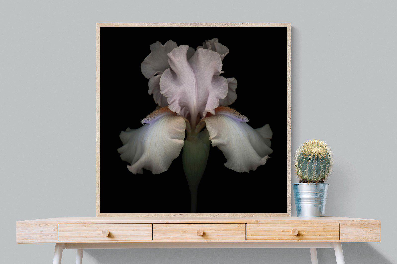 Pink Iris-Wall_Art-100 x 100cm-Mounted Canvas-Wood-Pixalot
