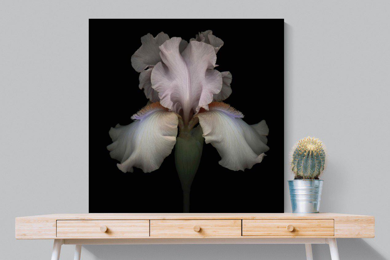 Pink Iris-Wall_Art-100 x 100cm-Mounted Canvas-No Frame-Pixalot
