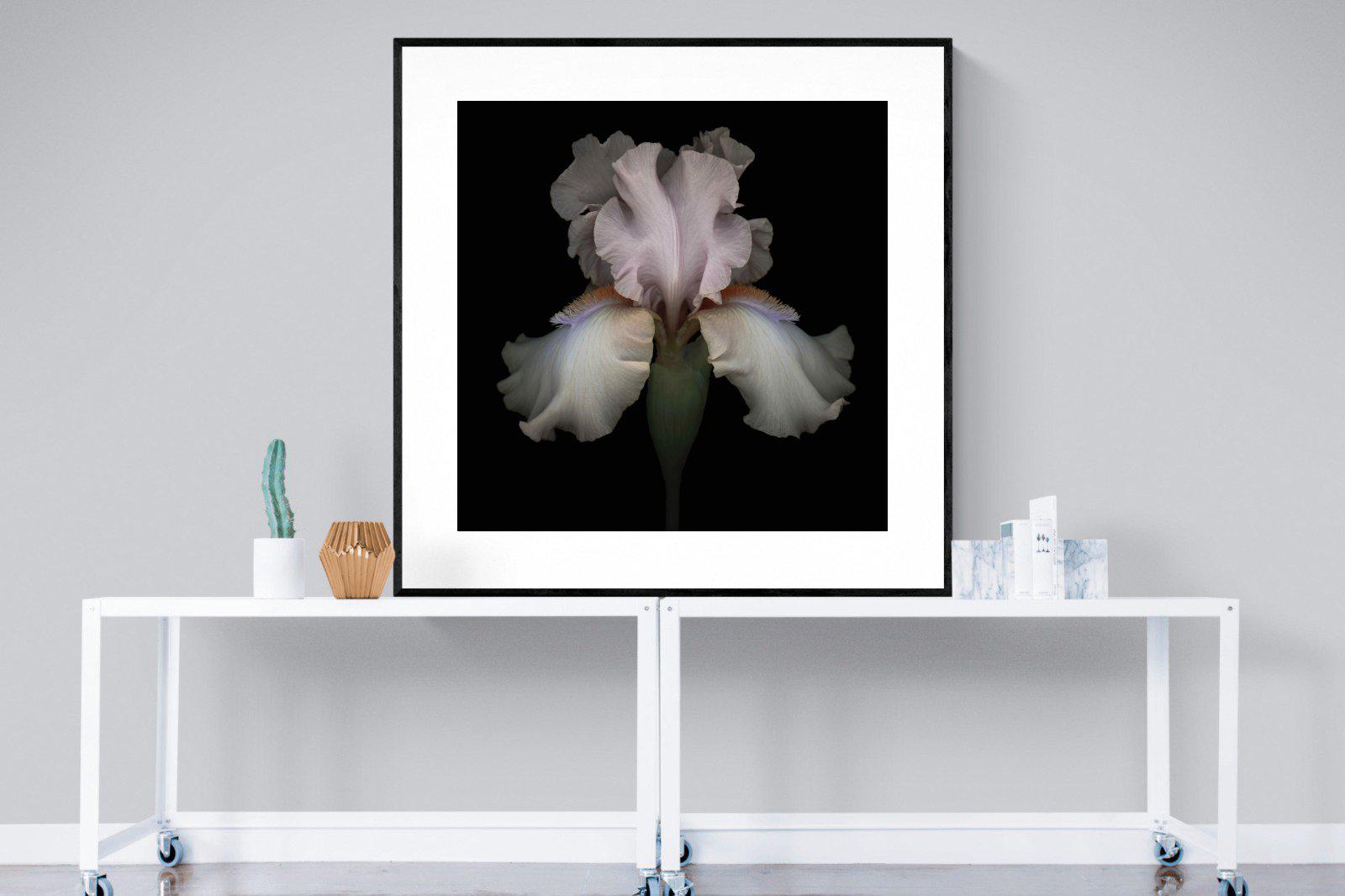 Pink Iris-Wall_Art-120 x 120cm-Framed Print-Black-Pixalot