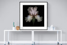 Pink Iris-Wall_Art-120 x 120cm-Framed Print-Black-Pixalot